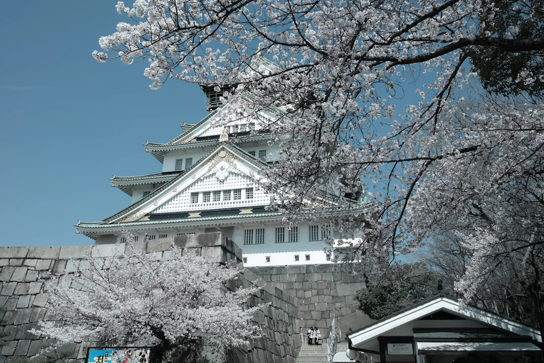 osaka castle cherry blossom
